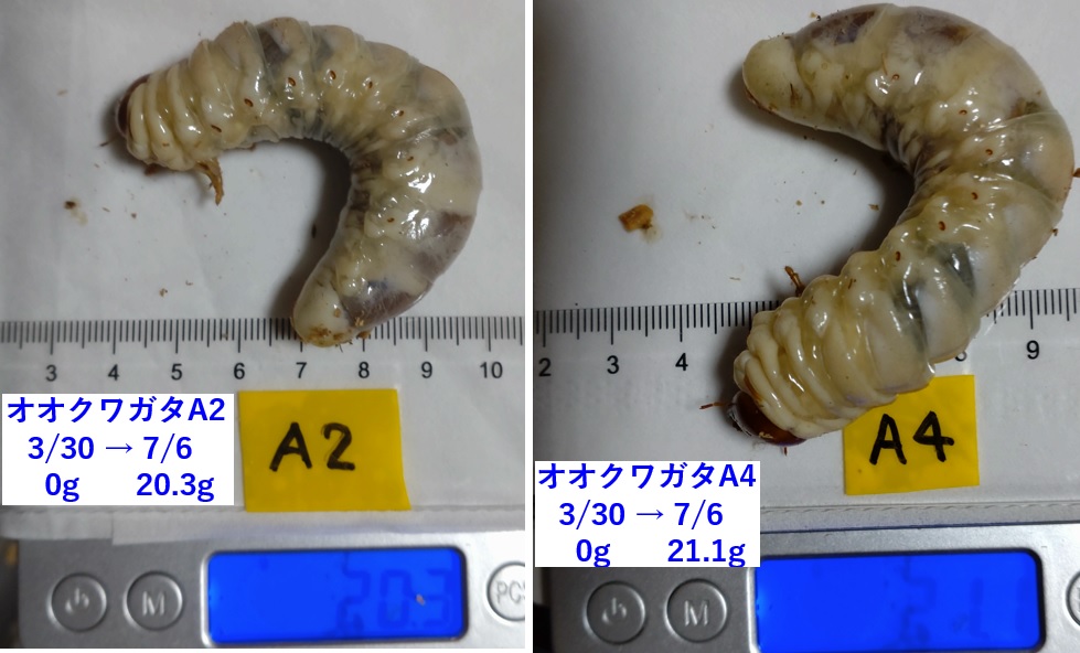 オオクワガタ野外確保-2世代目の幼虫 ヒラタケ菌糸瓶 A-2、A-4_2023年4月9日